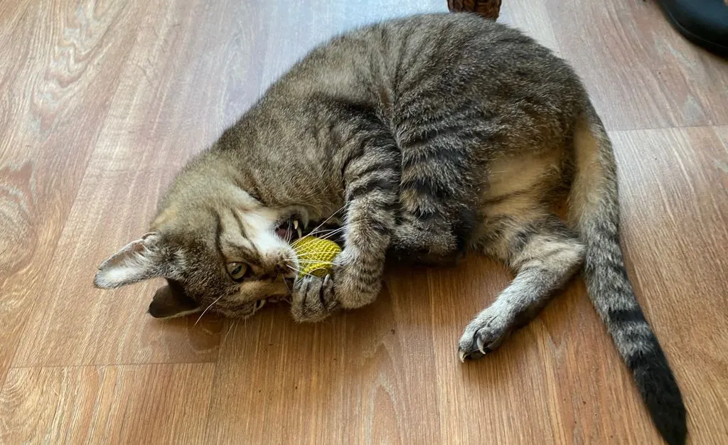 Crochet Catnip Mouse in Christmas Jumper, Cat Toy - 4 colours!